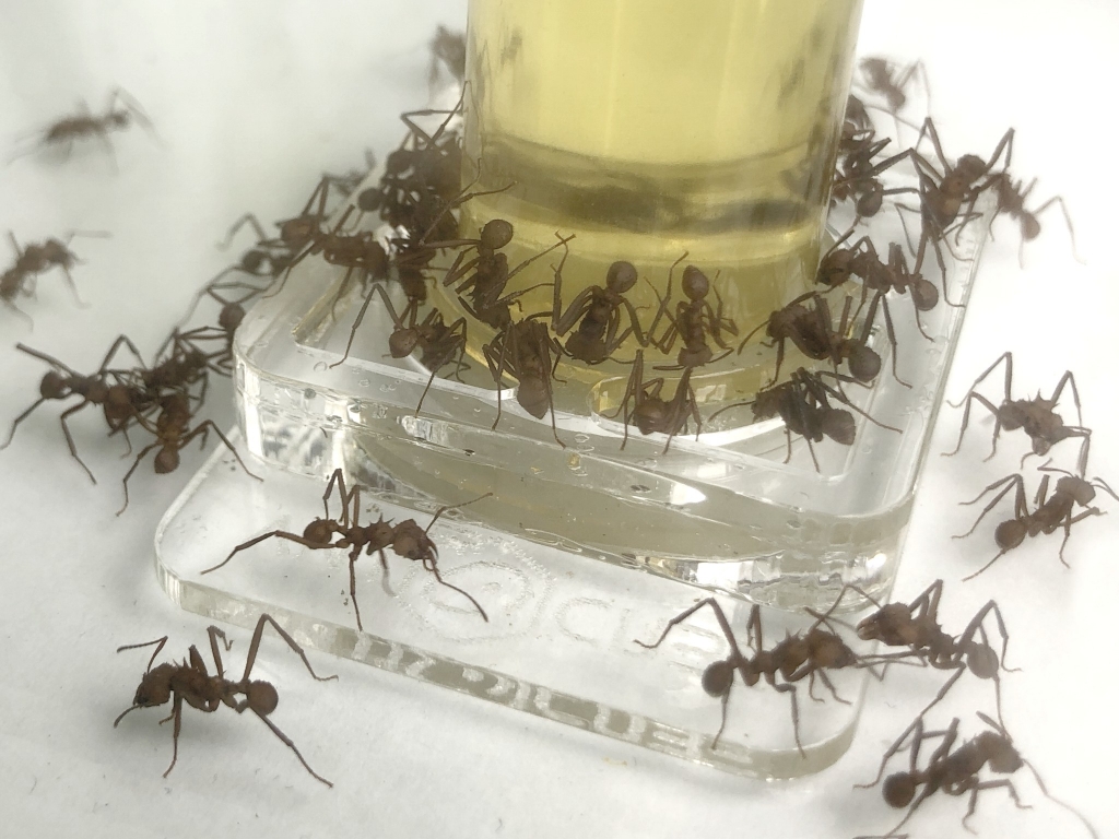 Tränke klar 10ml - Schwamm